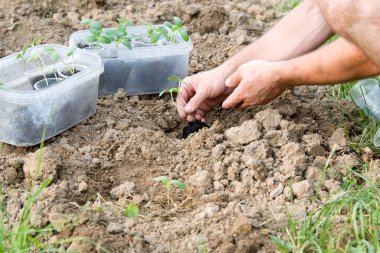 Salatalık tohumu eken eller. Yaklaşın.