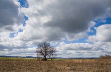 Baharda tek bir ağaç. Yakın plan.