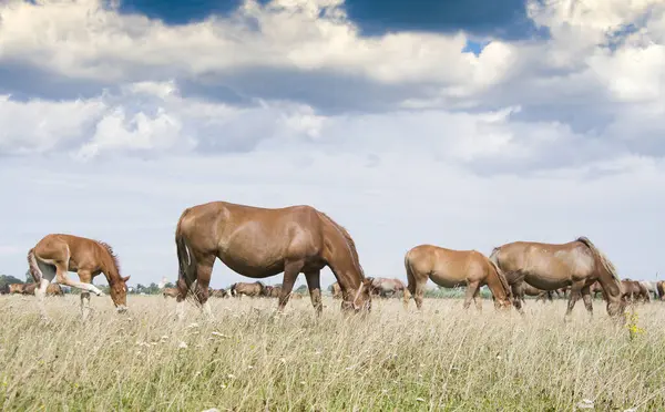Kahverengi kısrak ve genç tay mavi gökyüzü ve ince beyaz bulutlarla yeşil bir çayırda.