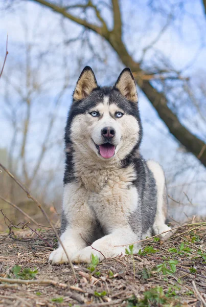 Een Jonge Siberische Husky Ligt Een Bos — Stockfoto