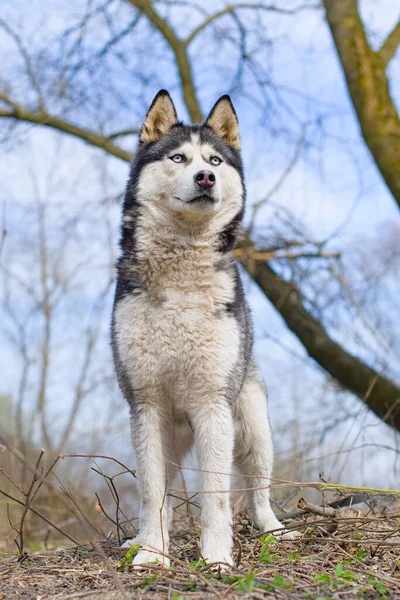 西伯利亚哈士奇站在森林里 摆出狗狗的姿势 — 图库照片
