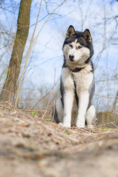 Husky Siberiano Está Sentado Uma Floresta — Fotografia de Stock