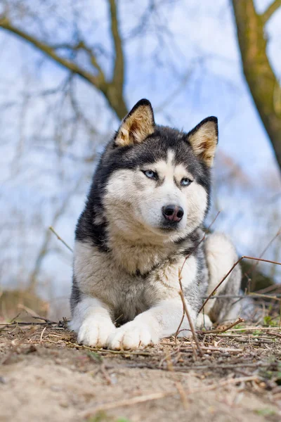 Jovem Husky Siberiano Está Deitado Numa Floresta — Fotografia de Stock