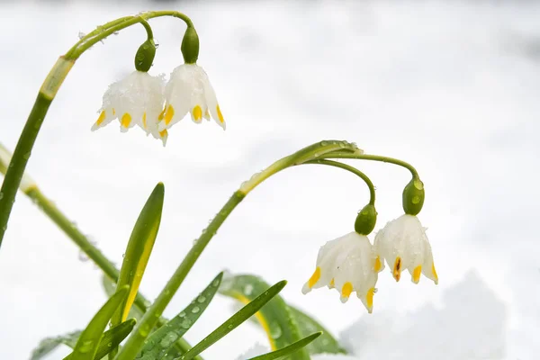 Frühlingsblumen März Wald Schöne Natur Hintergrund Kleine Weiße Blüten — Stockfoto