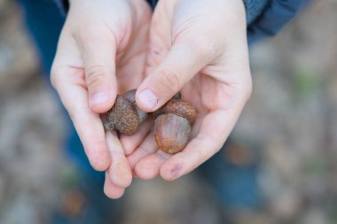 Çocuk meşe palamudunun elinde. Meşe ormanından yürü. Çocukla parkta yürü.. 