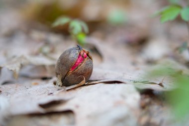 Bahar meşesi filizi yakın. Filizlenmiş meşe palamudu, yeni bir orman hayatının doğuşu. Vahşi doğa.