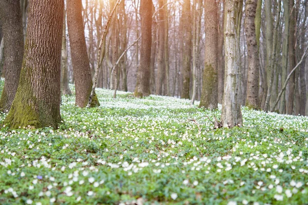 Floresta Encantadora Com Flores Frescas Luz Sol Início Primavera Momento — Fotografia de Stock