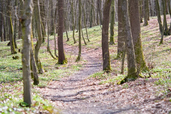 Charmig Skog Med Färska Blommor Solljuset Tidig Vårtid Det Dags — Stockfoto