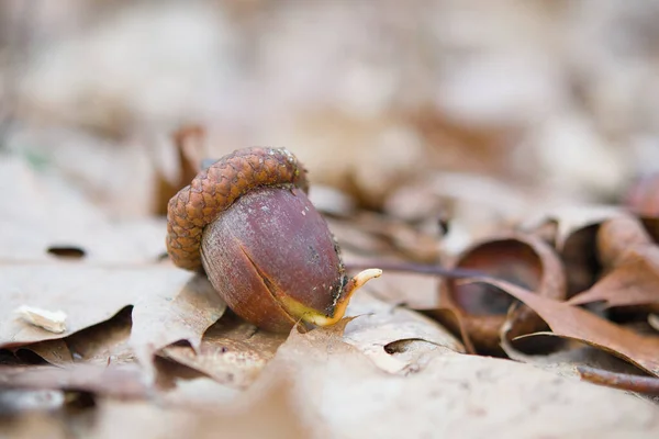 Spring Oak Sprout Close Sprouted Seed Acorn Birth New Forest — Stock Photo, Image