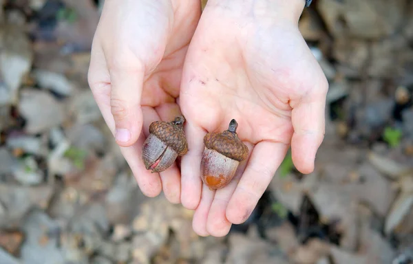 Criança Segura Mãos Bolotas Caminhe Pela Floresta Carvalho Caminhe Com — Fotografia de Stock