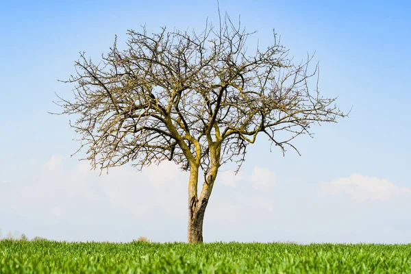 Samotne Drzewo Zielonym Polu Trawy Błękitne Niebo — Zdjęcie stockowe