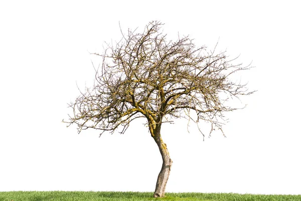 Дерево Ізольоване Білому Тлі — стокове фото