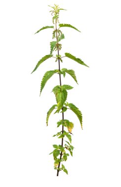 yüksek ısırgan otu