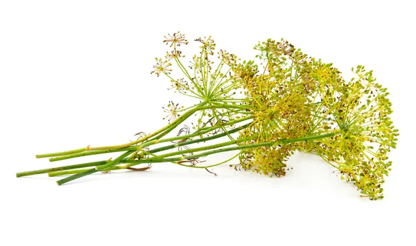 Aneto fiore isolato — Foto Stock