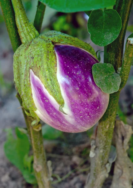 Äggplantor — Stockfoto