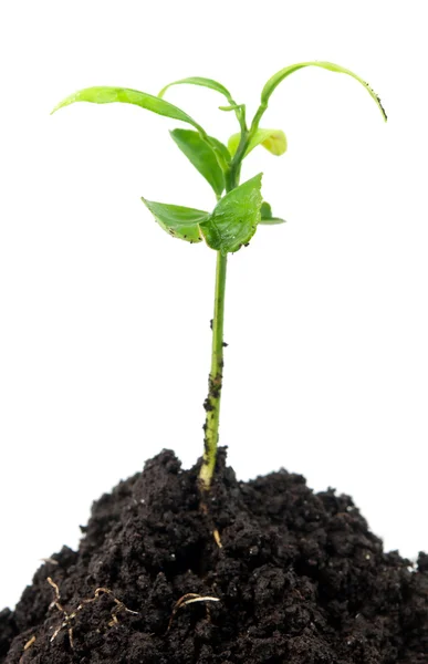 Green plant — Stock Photo, Image