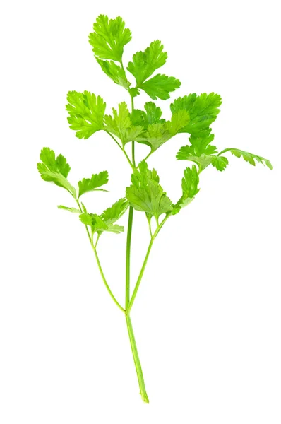 Parsley isolated — Stock Photo, Image