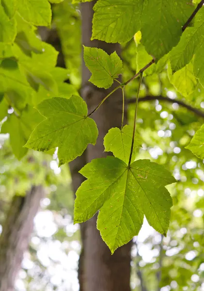 Folhas verdes — Fotografia de Stock