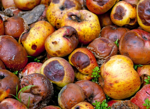 Gammelige Äpfel — Stockfoto