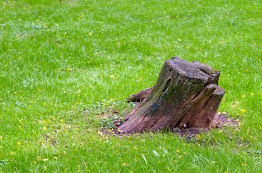 otların arasında güdük