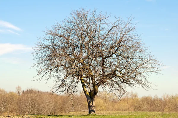 Piękne drzewo jesień — Zdjęcie stockowe