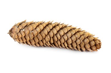 çam kozalağı izole