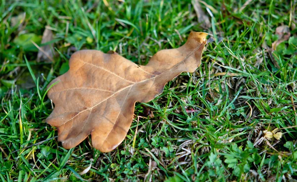 Envelhecimento folhas de outono — Fotografia de Stock