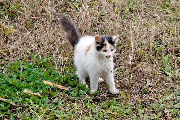 Cat in grass — Stock Photo, Image