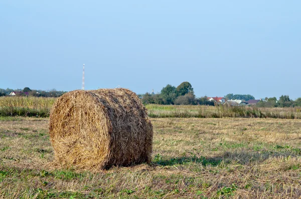 Torrt hö — Stockfoto