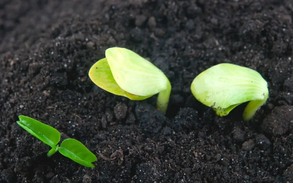 Jeune plante verte — Photo