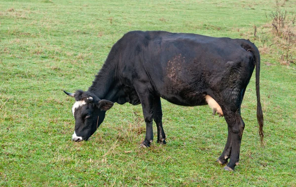 Vaca negra — Foto de Stock