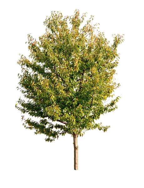 Green tree — Stock Photo, Image