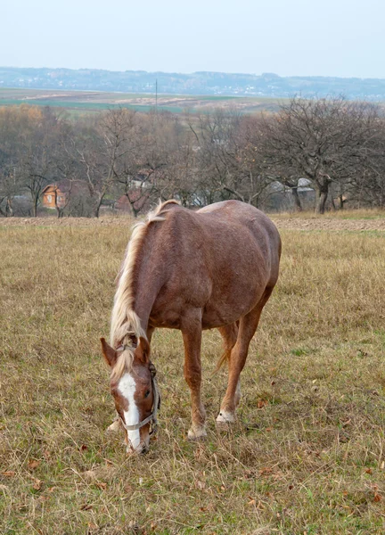 Caballos — Foto de Stock