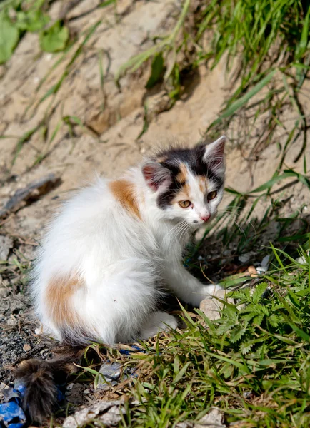 Young cat — Stock Photo, Image