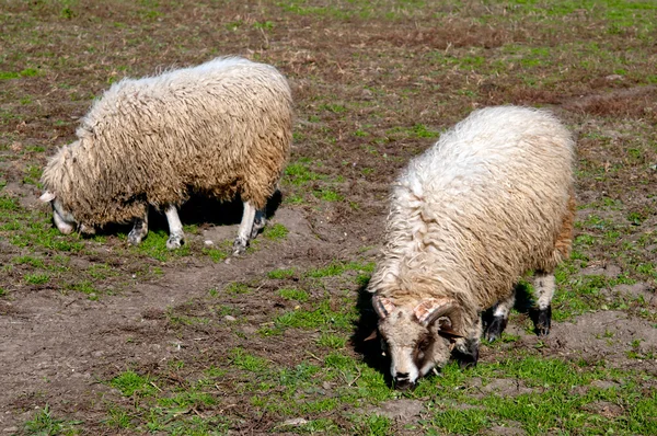 Fåren i en äng — Stockfoto