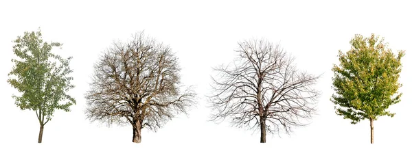 Деревья изолированы — стоковое фото