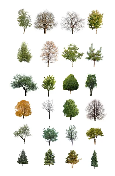 Trees are isolated — Stock Photo, Image