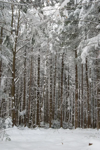 Vinterskog — Stockfoto