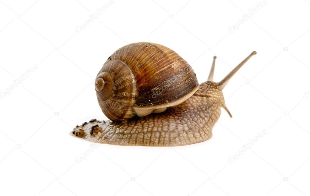 snail isolated