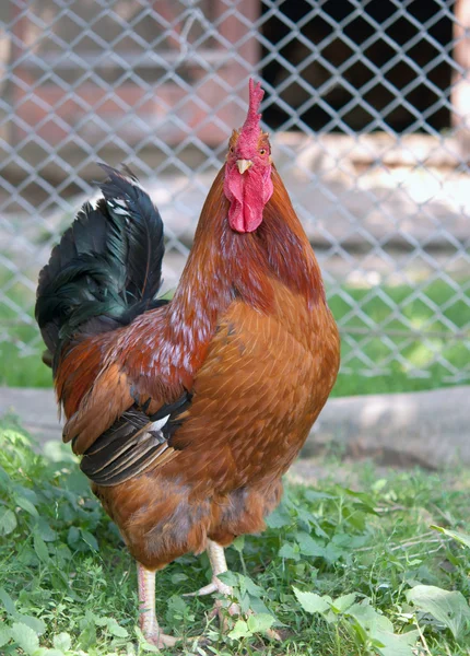 Cock in a cage — Stock Photo, Image