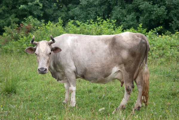 Vaca em campo verde — Fotografia de Stock