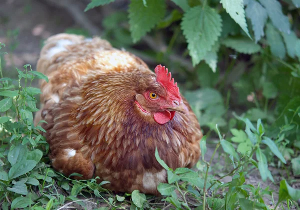 Frango intervalo — Fotografia de Stock