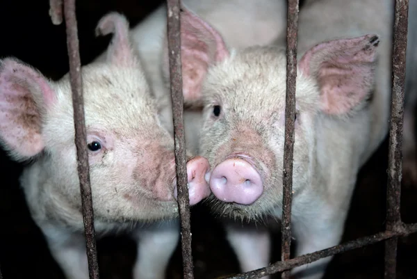 Schweine — Stockfoto