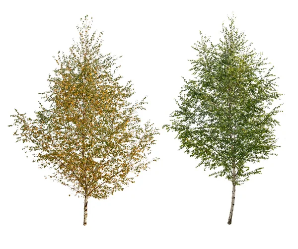 Two birch — Stock Photo, Image