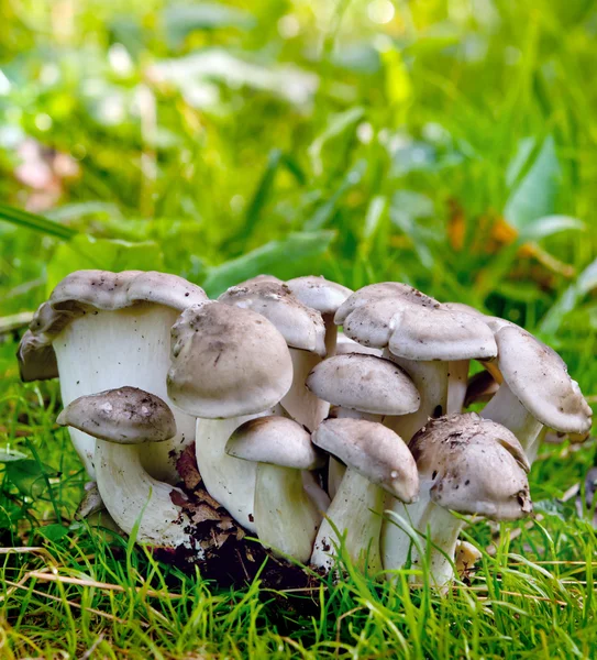 Autumn mushrooms — Stock Photo, Image