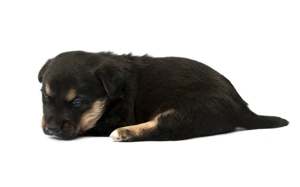 Deutscher Schäferhund — Stockfoto