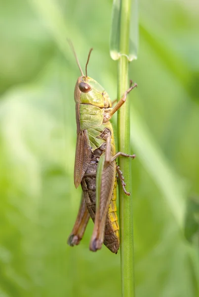 Locusta su una foglia — Foto Stock