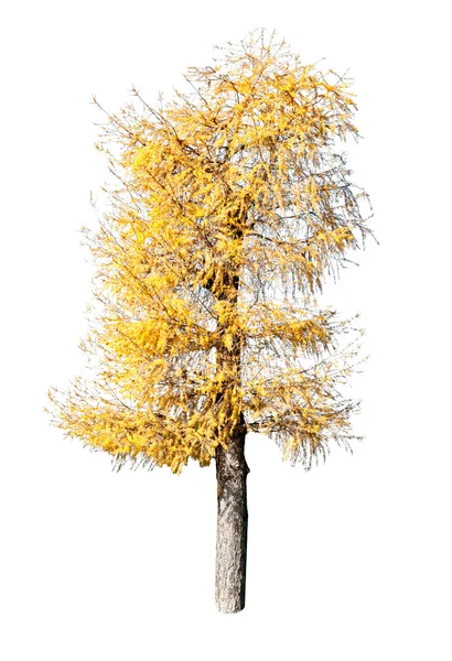 Sarı çam ağacı — Stok fotoğraf