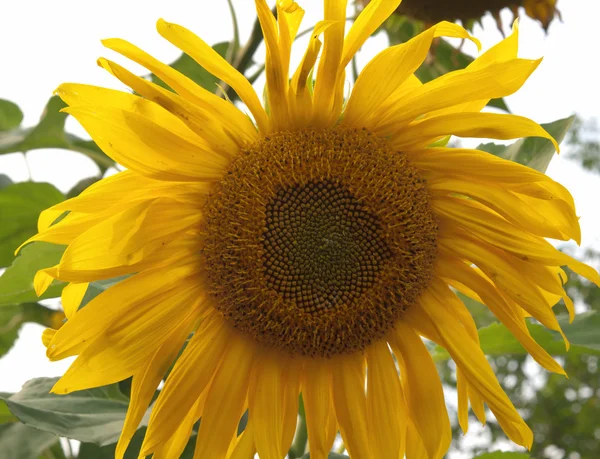 Gelbe Sonnenblume — Stockfoto