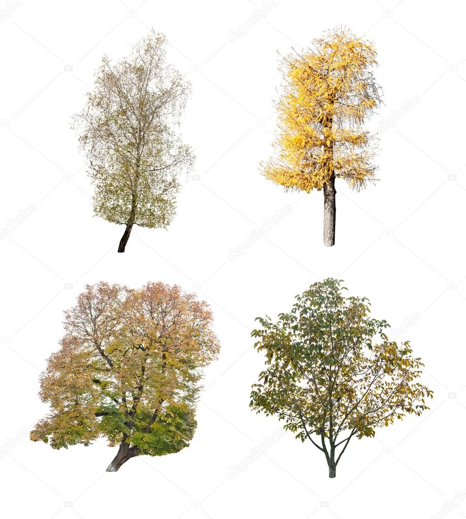 four trees